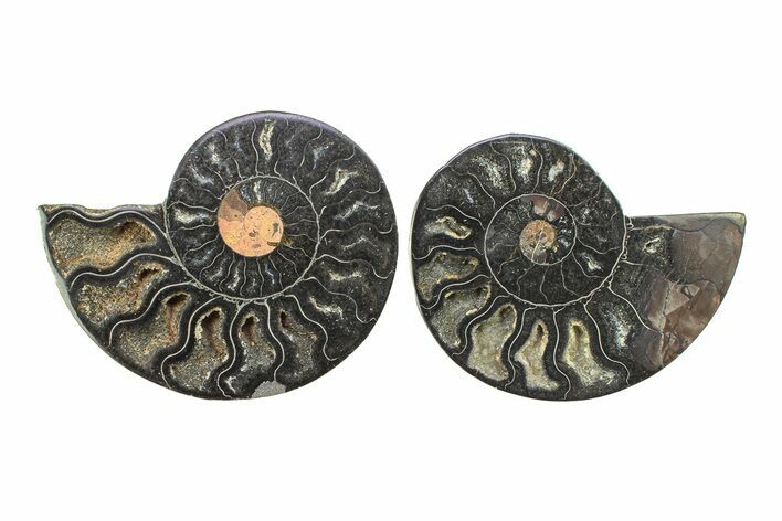 Cut & Polished Ammonite Fossil - Unusual Black Color #281336